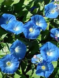 Giant Moon Flower Seeds for Garden Planting - NON GMO Seeds