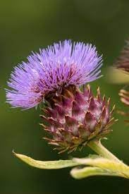 Cynara Flower Seeds for Planting - 100 pcs for planting in your garden.
