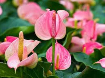Multi-Colour Anthurium Flower Seeds for Planting - NON GMO Seeds
