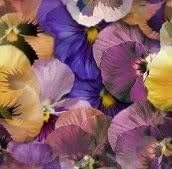 Heirloom Mixed Colors Pansy Flower Seeds for Planting â€“ Non-GMO, Vibrant Blooming Flower Seeds