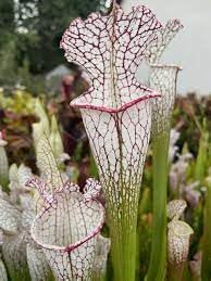Heirloom Non-GMO Carnivorous Plant Seeds for Planting – Unique Insect-Eating Flower Seeds