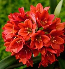 Miniata Flower Seeds for Planting - 100 pcs