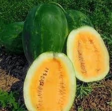 Star Fruit Seeds for Exotic and Shiny Tropical Fruits 100 Pcs pcs