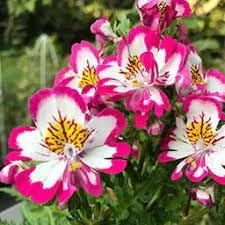 Heirloom Schizanthus Flower Seeds, Non-GMO, Butterfly Blooms for Colorful Garden Displays