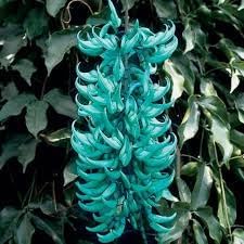 Jadewein Flower Seeds for Planting 100 pcs