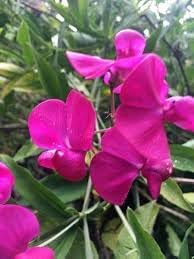 Heirloom Everlasting Pea Flower Seeds, Non-GMO Climbing Blooms for Planting
