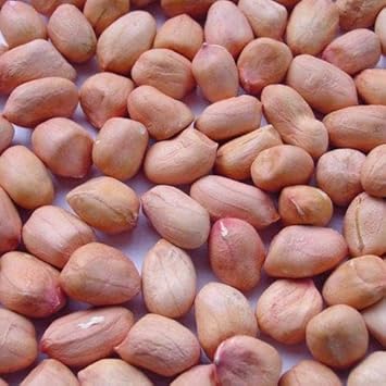 Peanut Seeds for Home Garden, 100 Pcs pcs