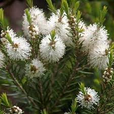 Melaleuca Flower Seeds for Planting - 100 Pcs pcs