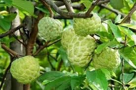Exotic Annona Squamosa Seeds for Tropical Fruit Lovers 100 Pcs pcs