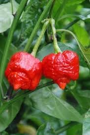 Trinidad Hot Pepper Seeds for Planting - 100 Pcs pcs