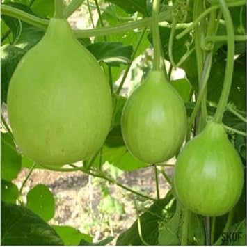 Round Bottle Gourd Vegetable Seeds for Planting heirloom & Non-GMO Seeds