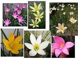 Mixed Rain Lily Flower Seeds for Planting - NON GMO Seeds