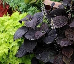 Heirloom Non-GMO Black Coleus Plant Seeds for Planting – Striking Foliage Garden Seeds
