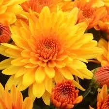 Chrysanthemum Flower Seeds for Planting, Yellow Orange- NON GMO Seeds