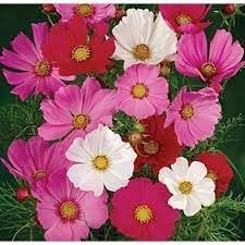 Mix Cosmos Flower Seeds for Planting â€“ Vibrant, Non-GMO, Heirloom Garden Seeds