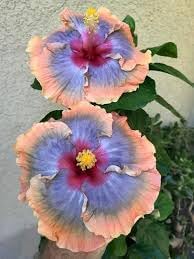 Giant Hibiscus Flower Seeds – Heirloom, Non-GMO Seeds for Planting