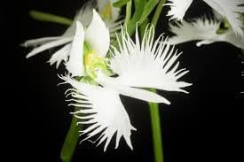 Egret Orchid Flower Seeds for Planting 100 pcs -Hierloom Flower Seeds