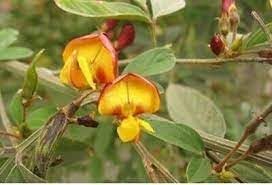 Cajanus Flower Seeds for Planting- NON GMO Seeds