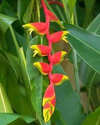 Heliconia Seeds for Planting – Organic, Heirloom, Non-GMO Exotic Flower Seeds
