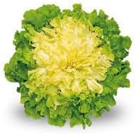 Endive Seeds for Planting heirloom & Non-GMO Seeds