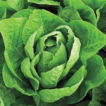 Organic Jericho Lettuce Seeds for Planting heirloom & Non-GMO Seeds