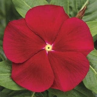 Heirloom Non-GMO Red Periwinkle Flower Seeds for Charming Garden Planting