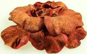 Brown Camellia Seeds for Planting – Organic, Heirloom, Non-GMO Flower Seeds