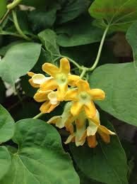 Heirloom Telosma cordata (Pakalana Vine) flower seeds â€“ nonâ€‘GMO edible vine seeds