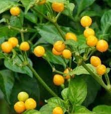 Aji Pepper Capsicum baccatum seeds for garden planting