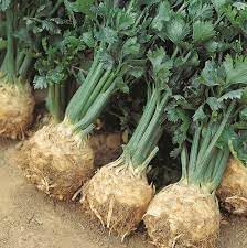 Celeriac Vegetable Seeds for Planting, 100 Pcs pcs