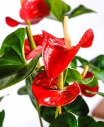 Anthurium Plant Seeds for Planting - 100 pcs