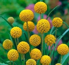 Globosa Flower Seeds Heirloom Non GMO Planting - 100 pcs