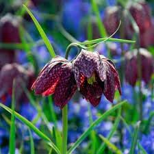 Fritillaria Flower Seeds for Planting - 100 pcs seeds for planting in home garden