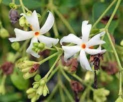 Coral Jasmine Flower Seeds for Planting - NON GMO Seeds