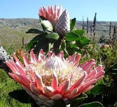 Organic Protea Flower Seeds for Planting ƒ?? Heirloom, Non-GMO