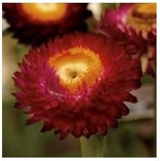 Heirloom Non-GMO Red yellow Strawflower Seeds for Dried Floral Arrangements and Garden Planting