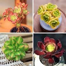 Mountain Rose Flower Seeds â€“ Non-GMO Heirloom Seeds for Vibrant Garden Planting for planting in home garden