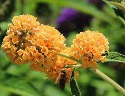 Buddleia Weyeriana Flower Seeds for Planting - NON GMO Seeds