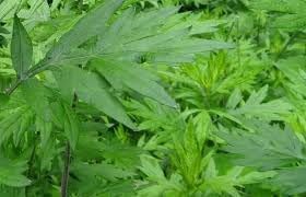 Blumea Plant Seeds for Garden Planting - NON GMO Seeds