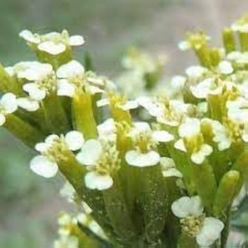 Huacatay Flower Seeds for Planting - NON GMO Seeds