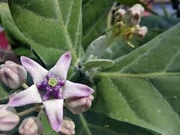 Organic Calotropis Flower Seeds for Planting – Heirloom, Non-GMO
