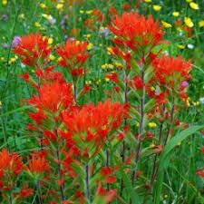Castilleja Flower Seeds for Planting - 100 pcs