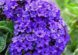 Heliotrope Flower Seeds for Garden Planting - NON GMO Seeds