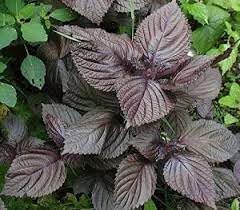 Purple Perilla Mint Herbal Seeds for Planting heirloom & Non-GMO Seeds
