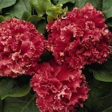 Double Pelleted Petunia Seeds for Planting - Heirloom, NON-GMO Flower Seeds - Easy to Grow