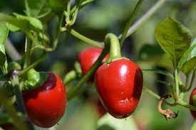 Cherry Tomato Solanum lycopersicum seeds for container planting