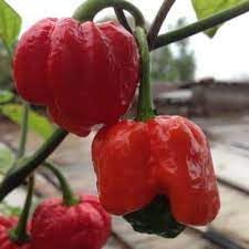 Trinidad Scorpion Seeds for Planting- heirloom & Non-GMO Seeds
