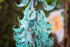 Strongylodon Flower Seeds for Planting – Organic, Heirloom, Non-GMO Jade Vine Seeds