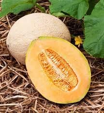 Jumbo cantaloupe fruit seeds