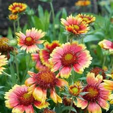 Indian Blanket Wildflower Seeds for Planting - NON GMO Seeds